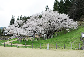 イメージ：臥龍桜の風景 1